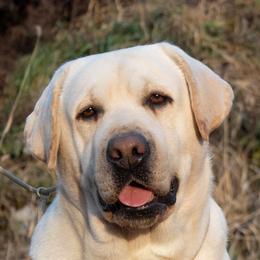 Bozo - Labrador Retriever