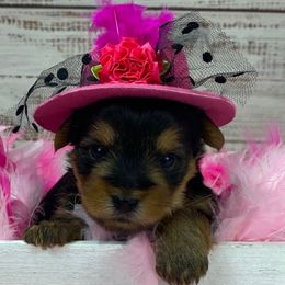 Pink - Black and tan female Yorkshire Terrier puppy in Albany, Minnesota from Sandy's Yorkshire Terriers
