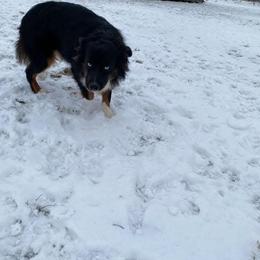 Zeke - Miniature Australian Shepherd