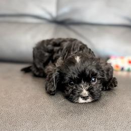 Otis - Black and white male Cavapoo puppy in Saint George, Utah from Fitzdoodles