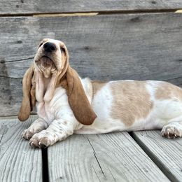Roscoe - Red and white male Basset Hound puppy in Jefferson City, Missouri from Triple Hill Farm