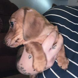 Dachshund Puppies from Doxie Dreams
