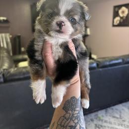 Casanova - Blue merle male Toy Australian Shepherd puppy in Carlsbad, New Mexico from Carlsbad Toy Aussies