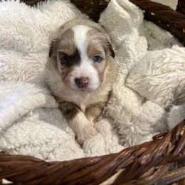 Miniature Australian Shepherd and Toy Australian Shepherd Puppies from Columbia Coast Toy & Mini Aussies