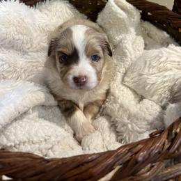 Miniature Australian Shepherd and Toy Australian Shepherd Puppies from Columbia Coast Toy & Mini Aussies