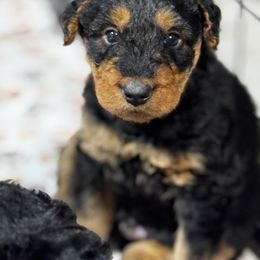 Airedale Terrier Puppies from Farm 55