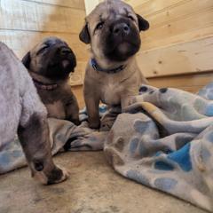 Kangal Puppies from Black Locust Katahdins