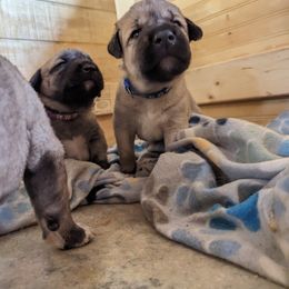 Kangal Puppies from Black Locust Katahdins