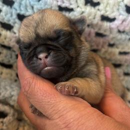 Yellow collar - Fawn male Pug puppy in Tucson, Arizona from Furever Friends