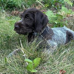 Purple Collar - Liver and white female German Wirehaired Pointer puppy in Oregon City, Oregon from German Wirehaired Versatility Dogs