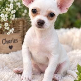 Charles - White male Chihuahua puppy in Eustis, Florida from Chichianna's Legacy