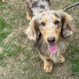 Huck - Dachshund