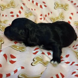 Maltipoo puppies from Puddlejumpers