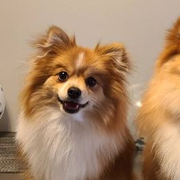 Pomeranians from Bruno & Bella's Poms