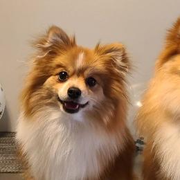 Pomeranians from Bruno & Bella's Poms