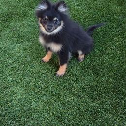 Maple - Black and tan male Pomeranian puppy in Buckeye, Arizona from BL Poms Heaven