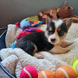 Daffy - Black and tan male Pembroke Welsh Corgi puppy in Frontenac, Kansas from Holloway Corgis