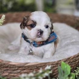 Bruno - Brindle and white male Shih Tzu puppy in Hartville, Missouri from Petty Paws