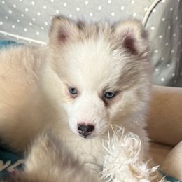 Silver Surfer - Merle male Pomsky puppy in Gunter, Texas from The Painted Pomsky