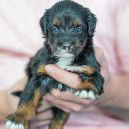 Margaret - Tri-color female Bernedoodle puppy in Dundee, Ohio from Down Home Doodle