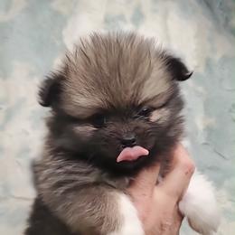 Girl 4 - Orange sable female Pomeranian puppy in Tulsa County, Oklahoma from CP Kennels