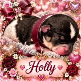 Holly - Parti female Yorkshire Terrier puppy in Tangipahoa County, Louisiana from Riche’ Louisiana Yorkies