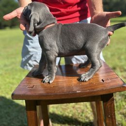 Weimaraner Puppies from Georgia Line Weimaraners