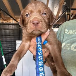 Blue - Chocolate male Labrador Retriever puppy in Newton Grove, North Carolina from Wayalife Labradors & Gsp’s