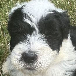 Boy 4 - male Sheepadoodle puppy in Howell, Michigan from Animal Crackers