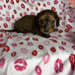 Toby - Brindle male Dachshund puppy in Lake City, Florida from My Ditzy Doxies of Florida