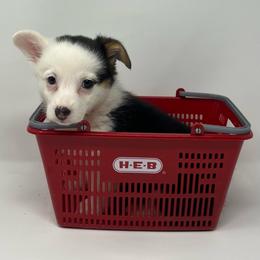 Flurry - Black and tan female Pembroke Welsh Corgi puppy in Waco, Texas from The Comma Corgis