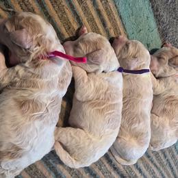 1st pick female - Parti female Goldendoodle puppy in San Antonio, Texas from Sagebrush Labradors and Doodles