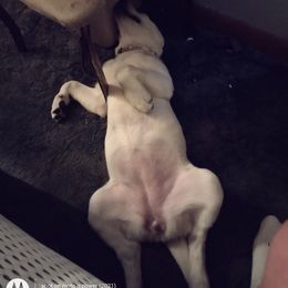 German Shorthaired Pointer and Labrador Retriever All Grown Up from D&A lab's