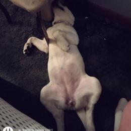German Shorthaired Pointer and Labrador Retriever All Grown Up from D&A lab's