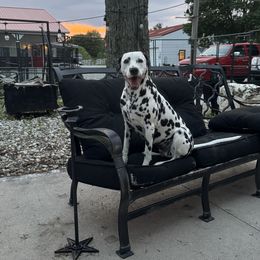 Dalmatians from Dewey’s Dals