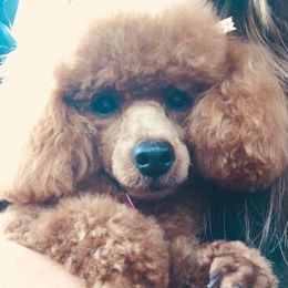 Ruby - Poodle