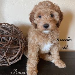 Goldendoodles from Dee’s Adorable Doodles