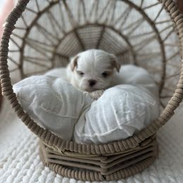 Casper - Cream and white male Shih Tzu puppy in Huntsville, Alabama from Sunnybrook Shih Tzu