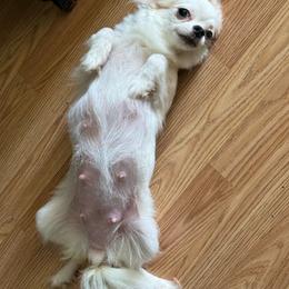 Bliss - Chihuahua