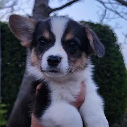 Poppy - Black and tan female Pembroke Welsh Corgi puppy in Sidney, Ohio from Cozy Corgi Ranch