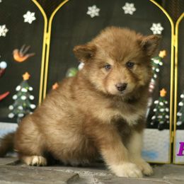 Ruby - Red and white female Alaskan Malamute puppy in Kingston, Tennessee from North Shore Alaskan Malamutes