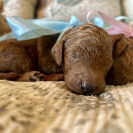 Orange - Red  male Goldendoodle puppy in Grand Blanc, Michigan from Perry Farm Doodles