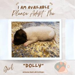 Akita Puppies from Georgia Bred Akita Bears