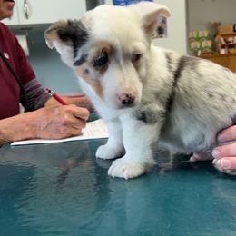 American Corgi and Pembroke Welsh Corgi Puppies from Beebe’s Corgis