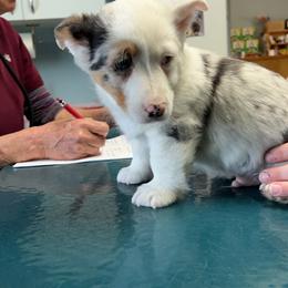 American Corgi and Pembroke Welsh Corgi Puppies from Beebe’s Corgis
