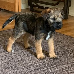 Border Terrier Puppies from Wendi Donaldson