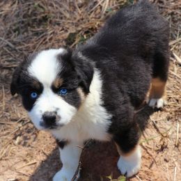 Miniature Australian Shepherd Puppies from AussiesRus