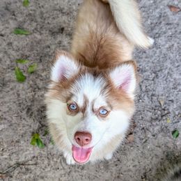 Dominique - 1300 - Red and white female Pomsky puppy in Spring Hill, Florida from www.PuppyTimeEmporium.com