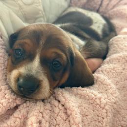 Snickerdoodle (CKC reg.) - Piebald male Dachshund puppy in Whitehouse, Texas from Daschund Pups
