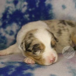 Lucy - Red merle female Australian Shepherd puppy in Yoder, Colorado from Tréad Tines Aussies